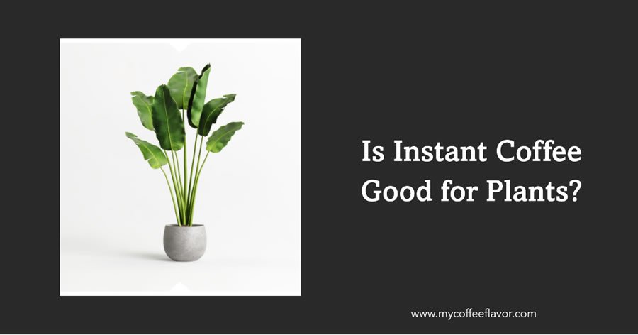 Is Instant Coffee Good for Plants?